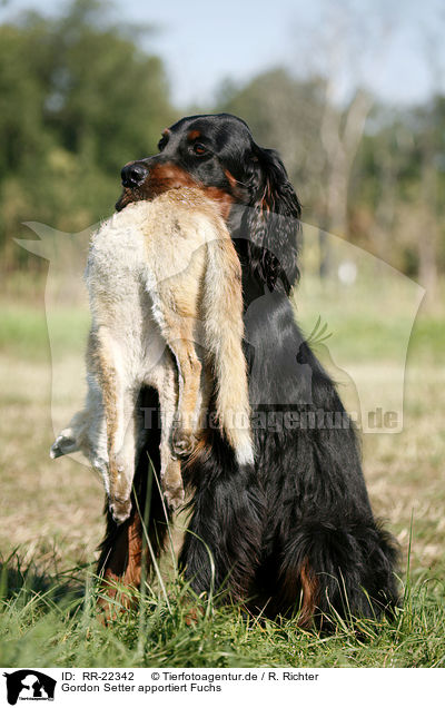 Gordon Setter apportiert Fuchs / Gordon Setter retrieves fox / RR-22342