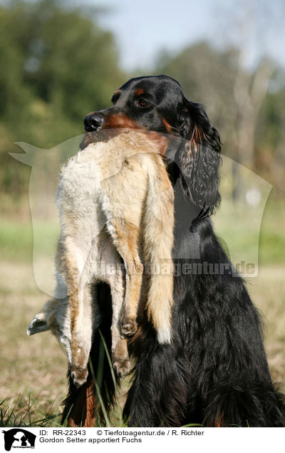 Gordon Setter apportiert Fuchs / Gordon Setter retrieves fox / RR-22343