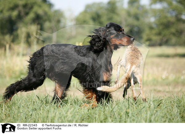 Gordon Setter apportiert Fuchs / Gordon Setter retrieves fox / RR-22345