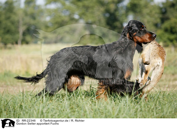 Gordon Setter apportiert Fuchs / Gordon Setter retrieves fox / RR-22346