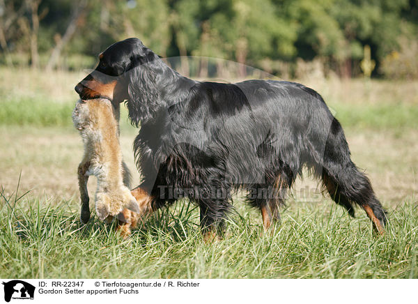 Gordon Setter apportiert Fuchs / Gordon Setter retrieves fox / RR-22347