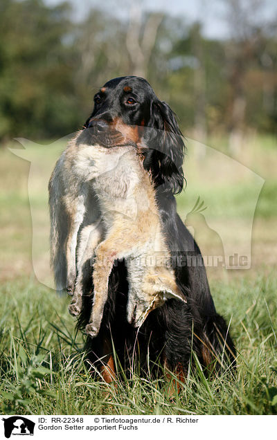 Gordon Setter apportiert Fuchs / Gordon Setter retrieves fox / RR-22348