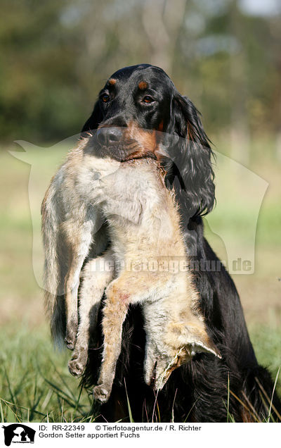 Gordon Setter apportiert Fuchs / Gordon Setter retrieves fox / RR-22349