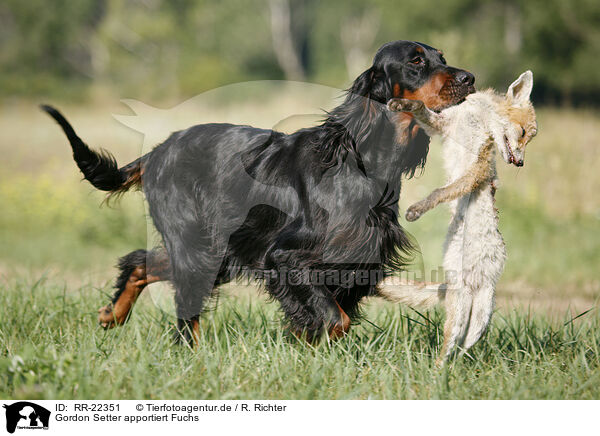 Gordon Setter apportiert Fuchs / Gordon Setter retrieves fox / RR-22351