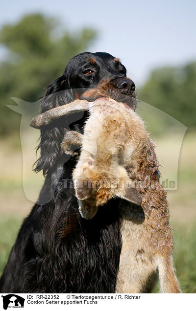 Gordon Setter apportiert Fuchs / Gordon Setter retrieves fox / RR-22352