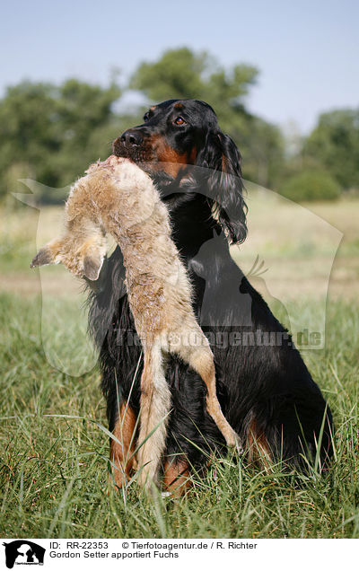 Gordon Setter apportiert Fuchs / Gordon Setter retrieves fox / RR-22353
