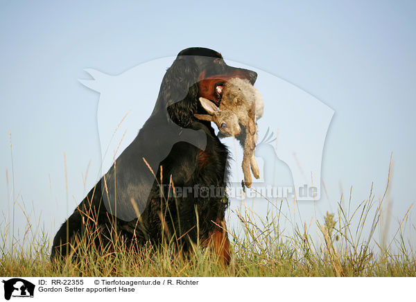 Gordon Setter apportiert Hase / Gordon Setter retrieves rabbit / RR-22355