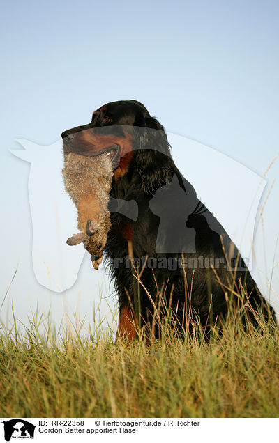 Gordon Setter apportiert Hase / Gordon Setter retrieves rabbit / RR-22358
