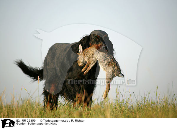 Gordon Setter apportiert Hase / Gordon Setter retrieves rabbit / RR-22359