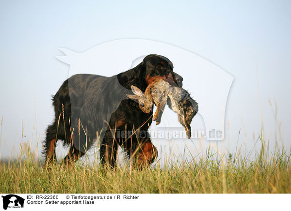 Gordon Setter apportiert Hase / Gordon Setter retrieves rabbit / RR-22360