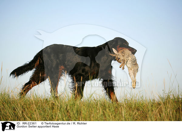 Gordon Setter apportiert Hase / Gordon Setter retrieves rabbit / RR-22361