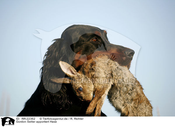 Gordon Setter apportiert Hase / Gordon Setter retrieves rabbit / RR-22362