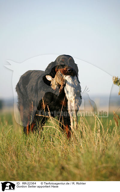 Gordon Setter apportiert Hase / Gordon Setter retrieves rabbit / RR-22364