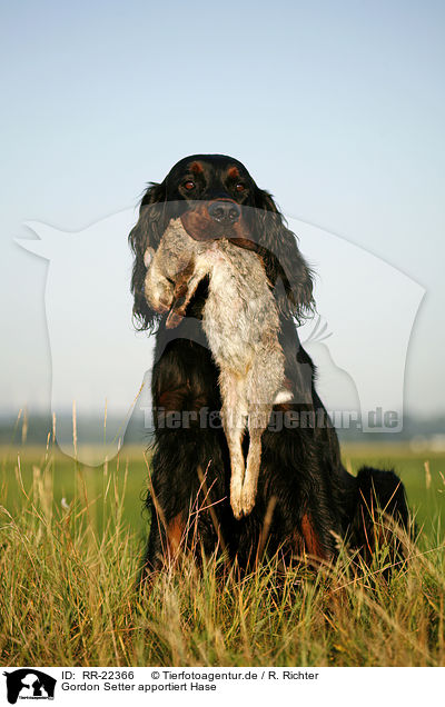 Gordon Setter apportiert Hase / Gordon Setter retrieves rabbit / RR-22366