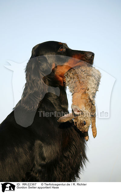Gordon Setter apportiert Hase / Gordon Setter retrieves rabbit / RR-22367
