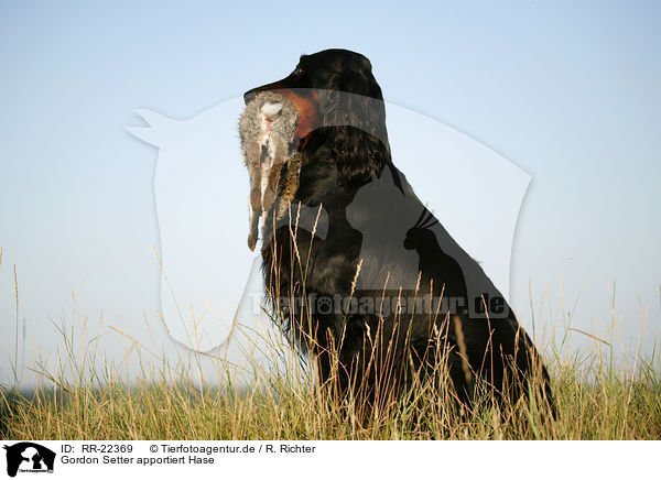 Gordon Setter apportiert Hase / Gordon Setter retrieves rabbit / RR-22369