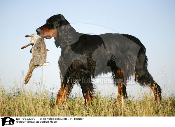 Gordon Setter apportiert Hase / Gordon Setter retrieves rabbit / RR-22370