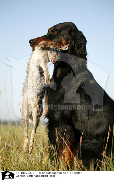 Gordon Setter apportiert Hase / Gordon Setter retrieves rabbit / RR-22372
