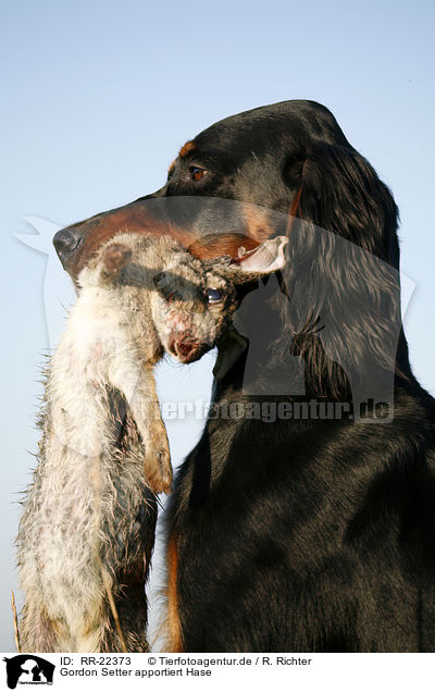 Gordon Setter apportiert Hase / Gordon Setter retrieves rabbit / RR-22373