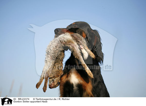 Gordon Setter apportiert Hase / Gordon Setter retrieves rabbit / RR-22374