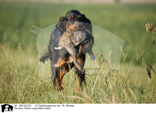 Gordon Setter apportiert Hase / Gordon Setter retrieves rabbit / RR-22375