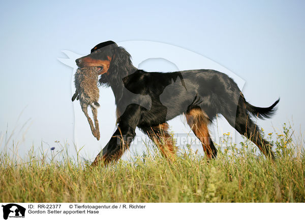 Gordon Setter apportiert Hase / Gordon Setter retrieves rabbit / RR-22377