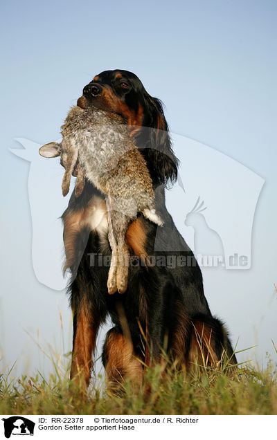 Gordon Setter apportiert Hase / Gordon Setter retrieves rabbit / RR-22378