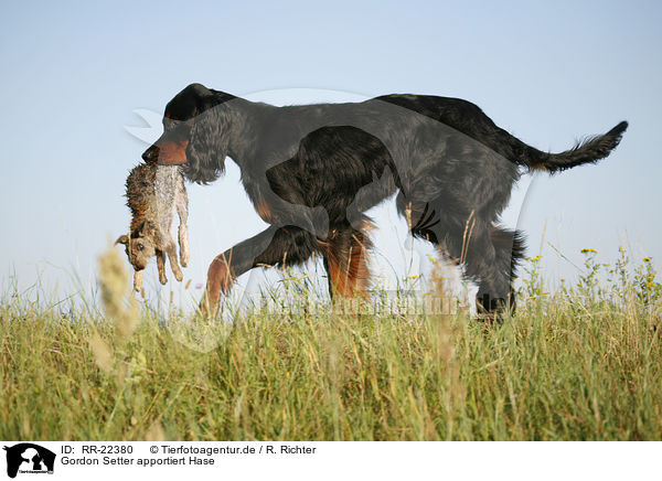 Gordon Setter apportiert Hase / Gordon Setter retrieves rabbit / RR-22380