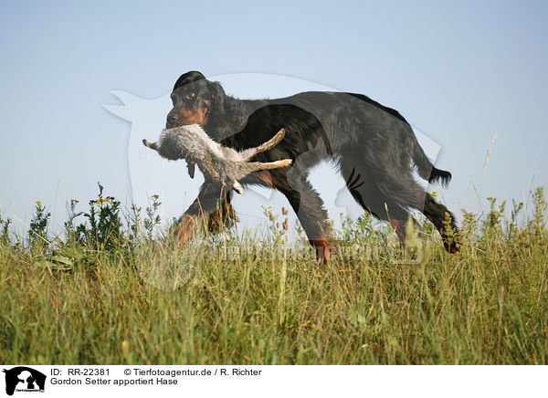 Gordon Setter apportiert Hase / Gordon Setter retrieves rabbit / RR-22381