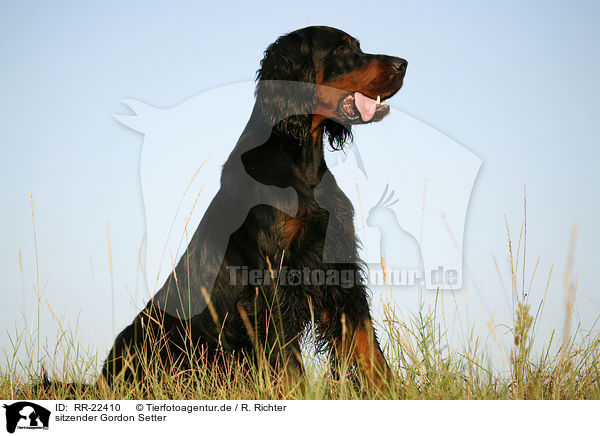 sitzender Gordon Setter / sitting Gordon Setter / RR-22410