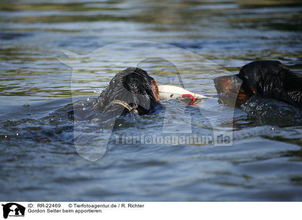 Gordon Setter beim apportieren / retrieving Gordon Setter / RR-22469