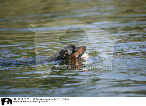 Gordon Setter beim apportieren / retrieving Gordon Setter / RR-22471