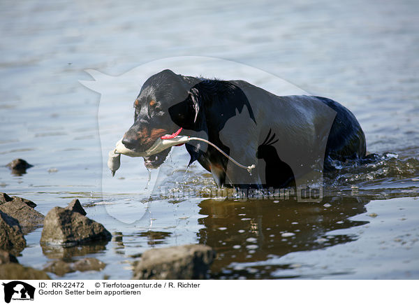 Gordon Setter beim apportieren / retrieving Gordon Setter / RR-22472