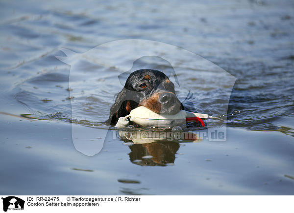 Gordon Setter beim apportieren / retrieving Gordon Setter / RR-22475