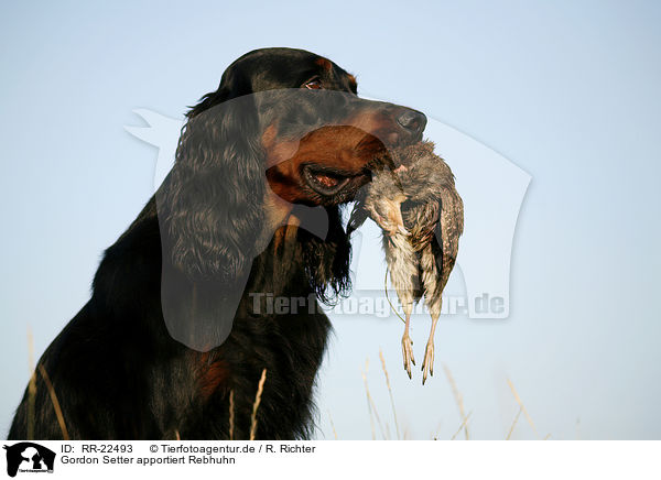 Gordon Setter apportiert Rebhuhn / Gordon Setter retrieves partridge / RR-22493
