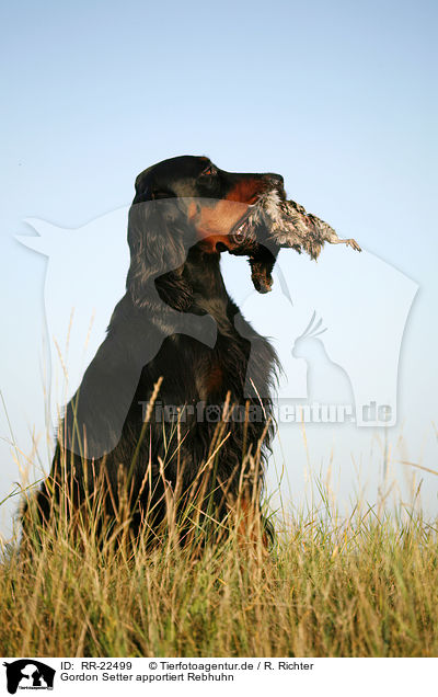 Gordon Setter apportiert Rebhuhn / Gordon Setter retrieves partridge / RR-22499