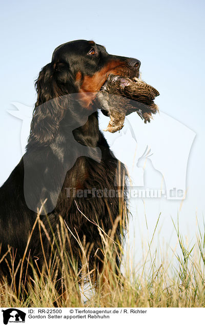 Gordon Setter apportiert Rebhuhn / Gordon Setter retrieves partridge / RR-22500