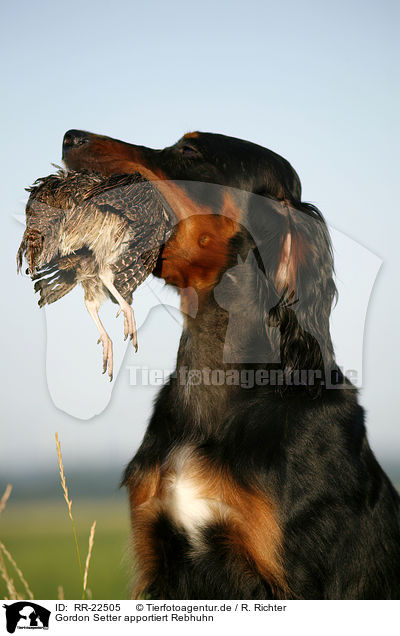 Gordon Setter apportiert Rebhuhn / Gordon Setter retrieves partridge / RR-22505