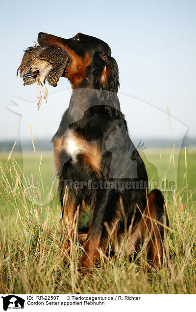 Gordon Setter apportiert Rebhuhn / Gordon Setter retrieves partridge / RR-22507
