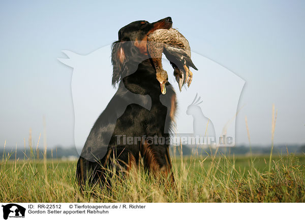 Gordon Setter apportiert Rebhuhn / Gordon Setter retrieves partridge / RR-22512