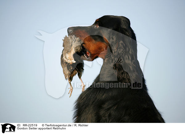 Gordon Setter apportiert Rebhuhn / Gordon Setter retrieves partridge / RR-22519
