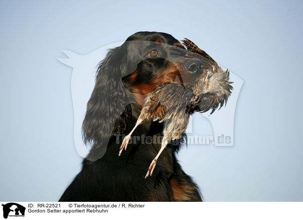 Gordon Setter apportiert Rebhuhn / Gordon Setter retrieves partridge / RR-22521