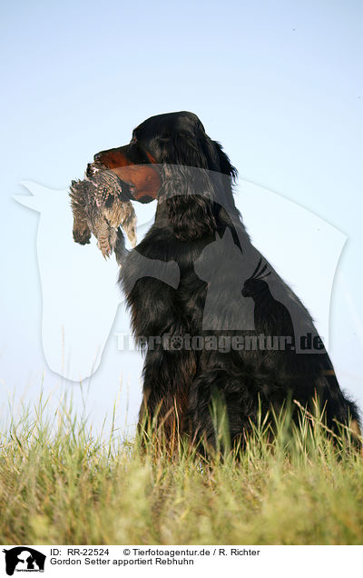 Gordon Setter apportiert Rebhuhn / Gordon Setter retrieves partridge / RR-22524