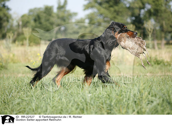 Gordon Setter apportiert Rebhuhn / Gordon Setter retrieves partridge / RR-22527