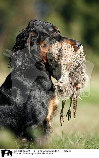 Gordon Setter apportiert Rebhuhn / Gordon Setter retrieves partridge / RR-22532