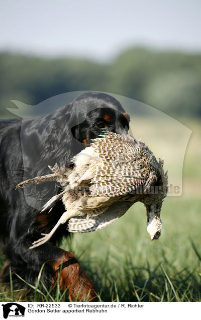 Gordon Setter apportiert Rebhuhn / Gordon Setter retrieves partridge / RR-22533