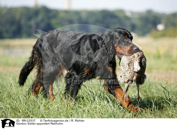 Gordon Setter apportiert Rebhuhn / Gordon Setter retrieves partridge / RR-22537