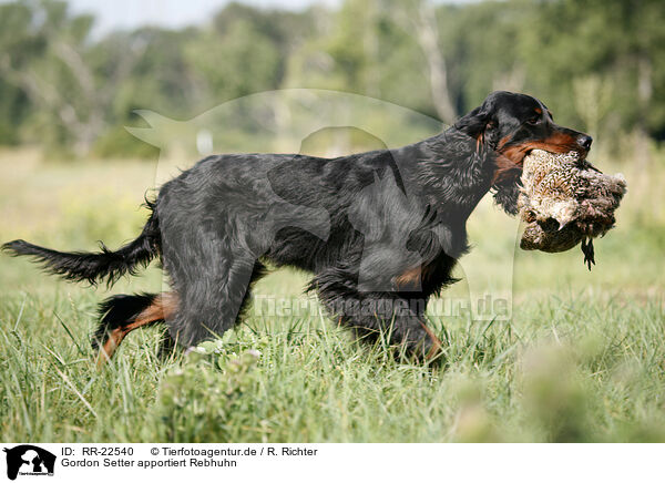 Gordon Setter apportiert Rebhuhn / Gordon Setter retrieves partridge / RR-22540