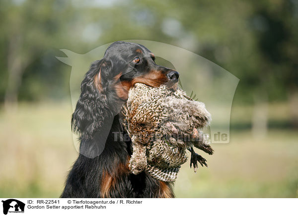 Gordon Setter apportiert Rebhuhn / Gordon Setter retrieves partridge / RR-22541
