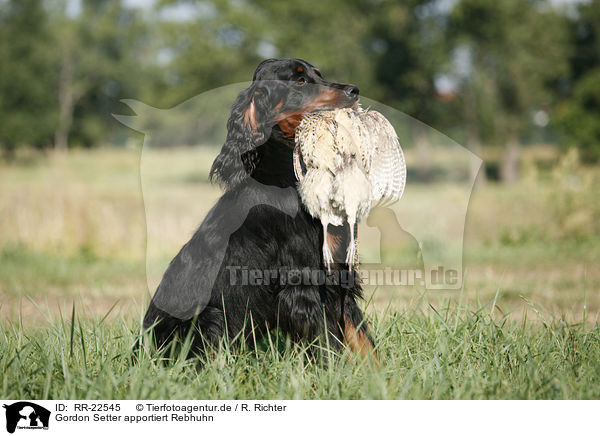 Gordon Setter apportiert Rebhuhn / Gordon Setter retrieves partridge / RR-22545